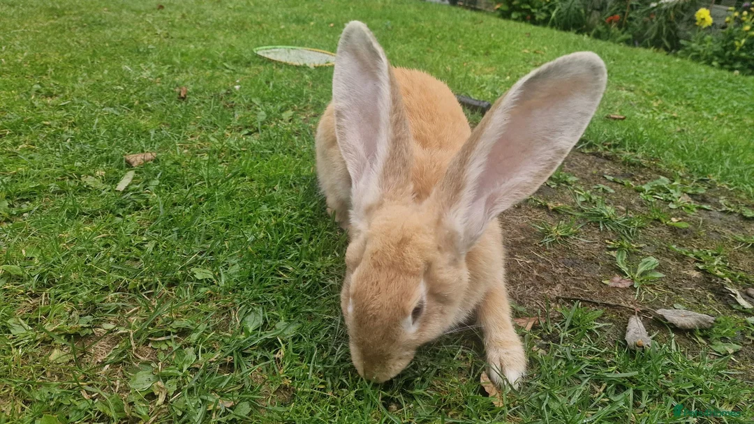 Continental Giant rabbits for sale: Female Orange continental giant 4 months  - Advert 4