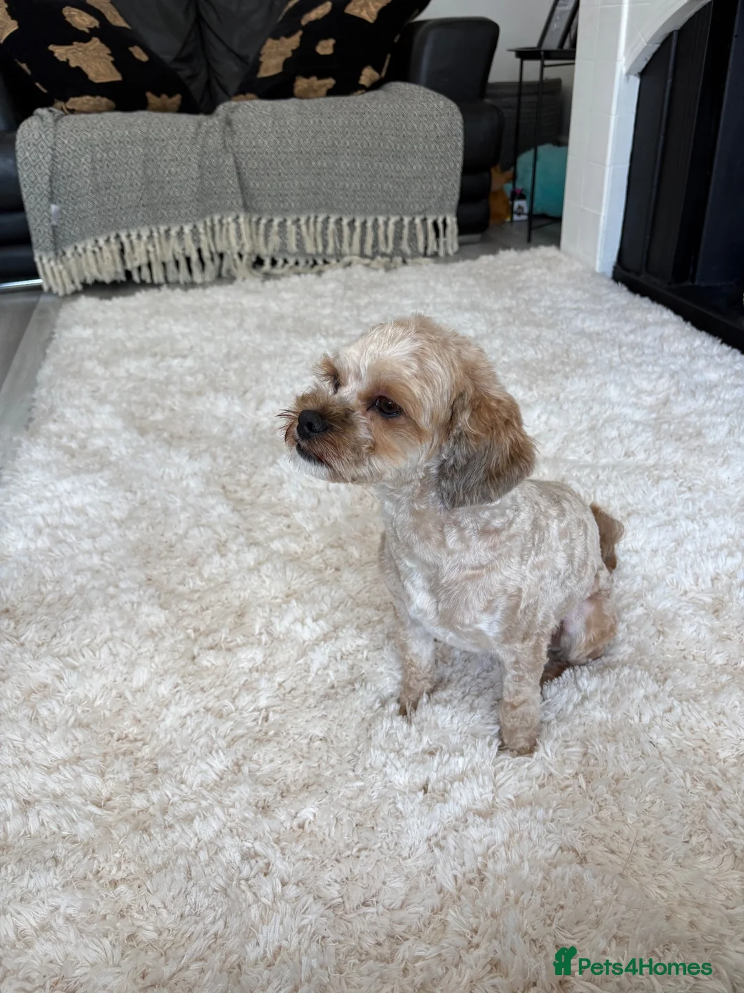 Mixed Breed dogs for sale: Golden female doxiepoo 5 mo in Westcliff-on-Sea - Advert 2