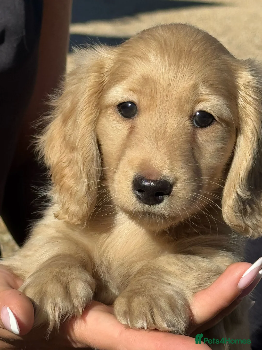 Miniature Dachshund dogs for stud: Dna and ivdd screened Mini Dachshund  in Southampton - Advert 17