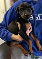 Dobermann dogs Dobermann pups - Advert 3