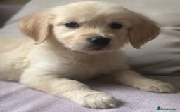 Golden Retriever dogs for sale: Super litter of Goldie pups carrying some colour  - Image 15