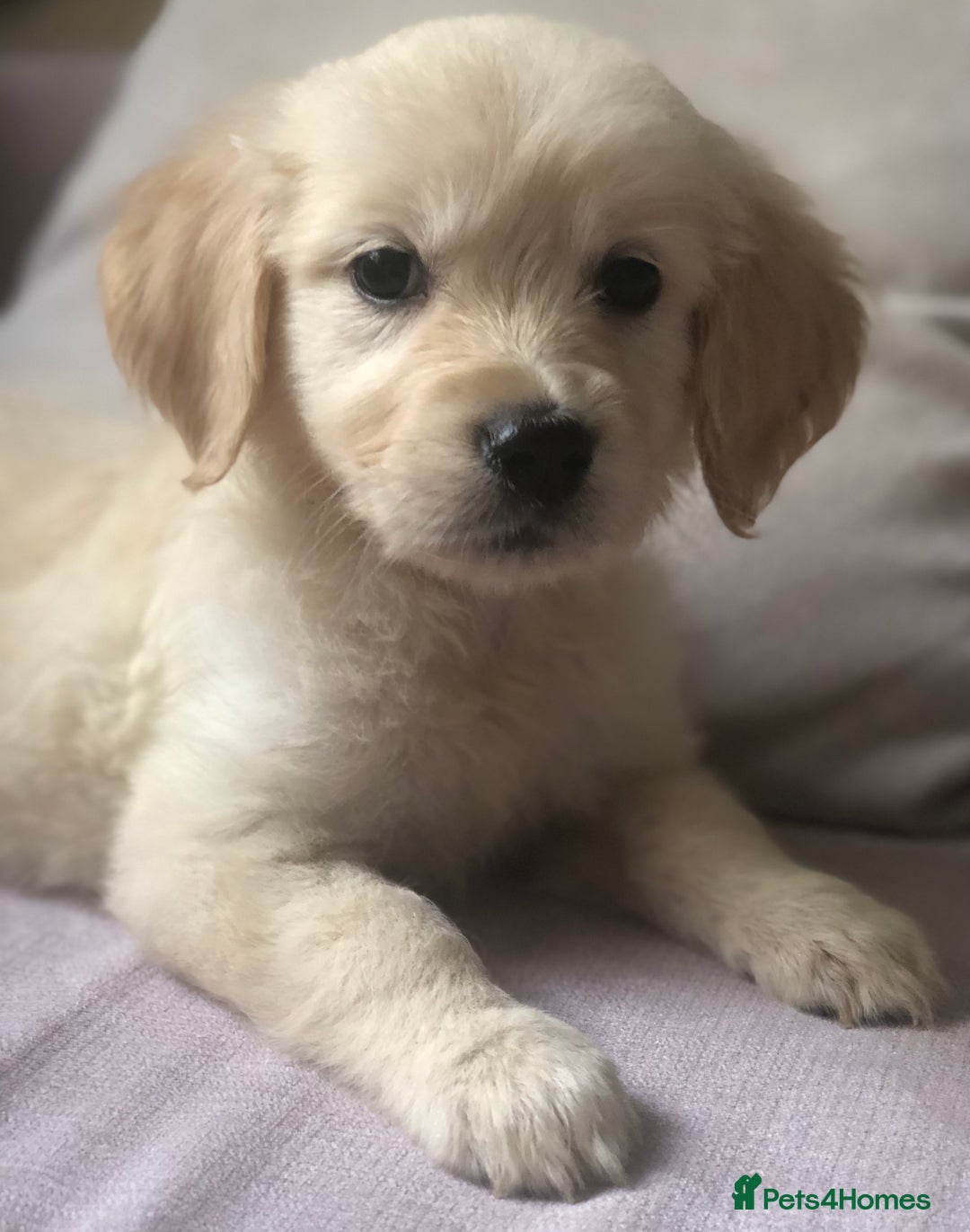 Golden Retriever dogs for sale: Super litter of Goldie pups carrying some colour  - Image 15