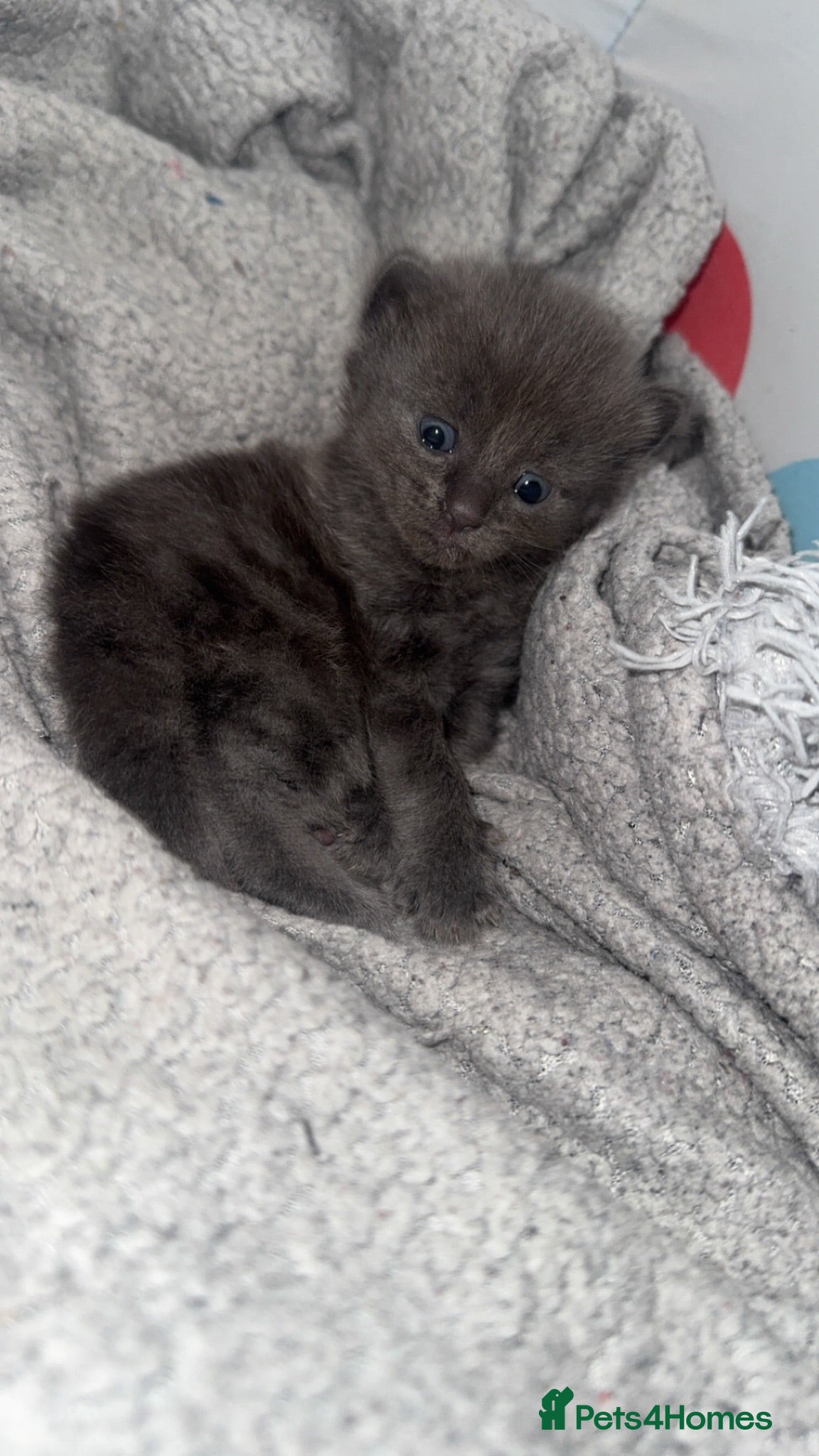 Mixed Breed cats Domestic short hair x ragdoll - Advert 3