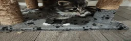 British Longhair cats for sale: Stunning British Kittens - Home Reared & Healthy - Advert 7