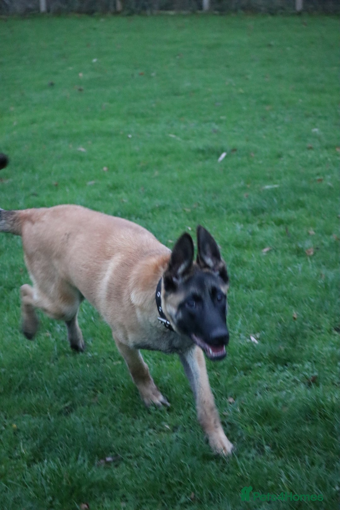 Belgian Shepherd Dog dogs for sale: Big bone malinois male  - Advert 4