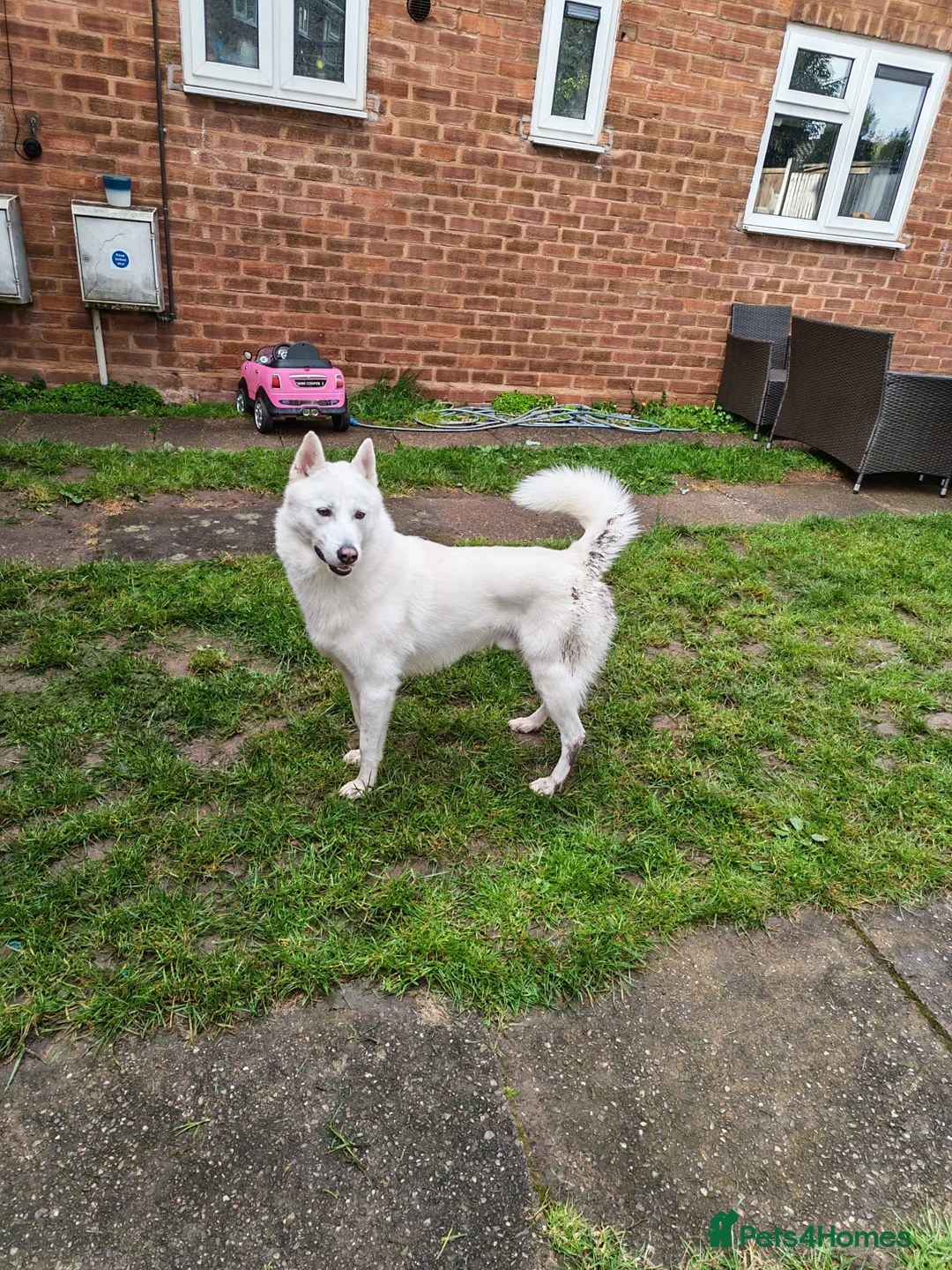 Siberian Husky dogs for sale: Siberian husky - Advert 5