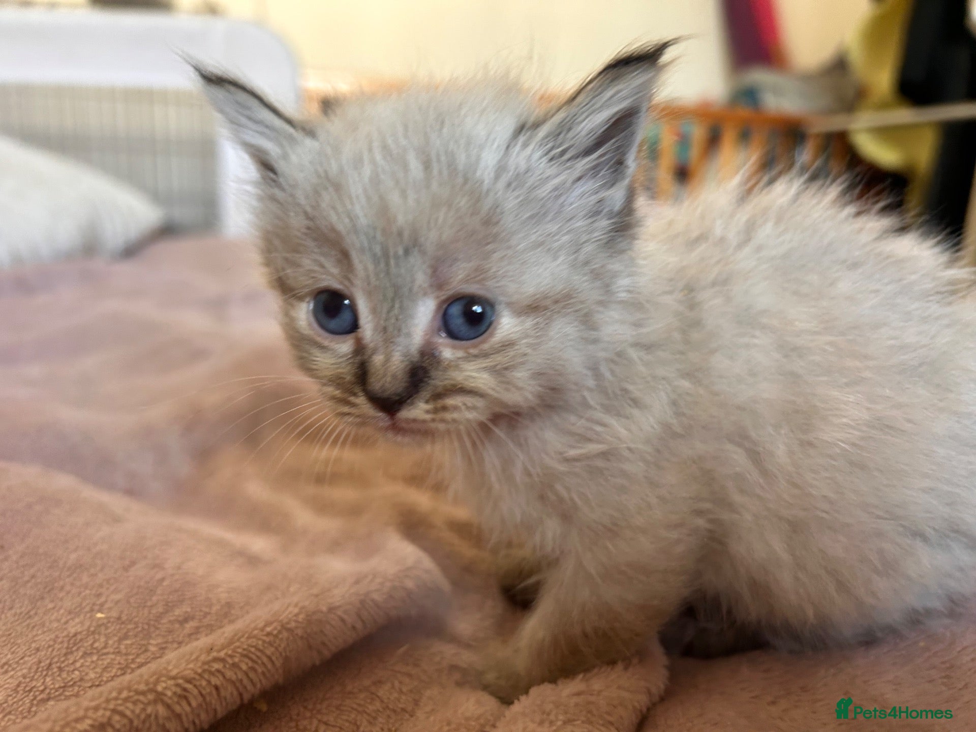 Mixed Breed cats Ragdoll x Maine coon - Advert 5