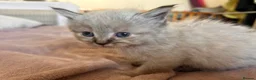 Mixed Breed cats for sale: Ragdoll x Maine coon - Advert 1