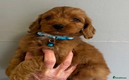 Cockapoo dogs for sale: Stunning Fox Red f1 cockapoo puppies  - Image 11