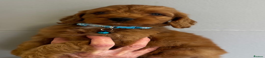 Cockapoo Puppy 1