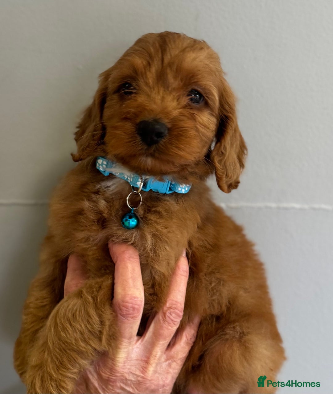 Cockapoo dogs for sale: Stunning Fox Red f1 cockapoo puppies  - Image 11