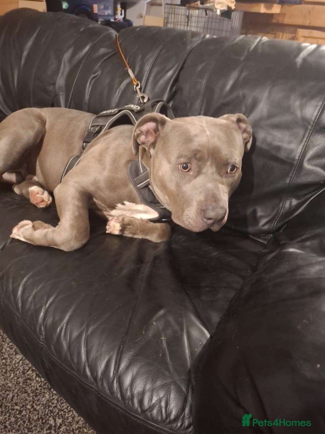 American Bully dogs for sale: FOR SALE Xi Bully Blue/ Grey color   - Advert 2