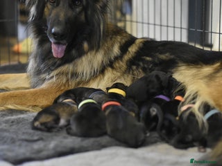 German Shepherd dogs - Advert 5