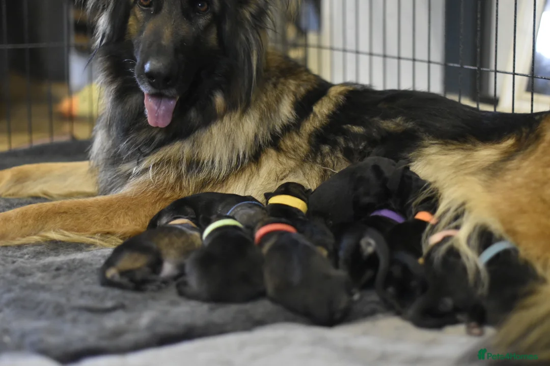 German Shepherd dogs for sale: KC registered 5 generation long coated GSD puppies - Advert 10