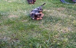 Miniature Dachshund dogs for sale: Miniature wire haired dachshund puppies - Image 3