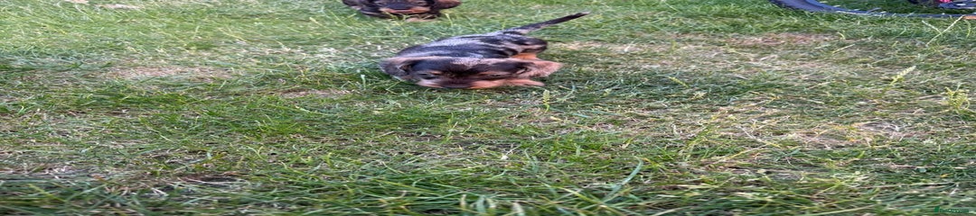 Miniature Dachshund Puppy 1