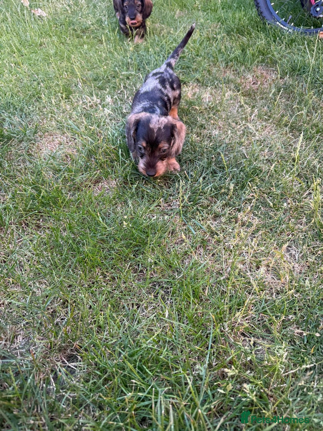 Miniature Dachshund dogs for sale: Miniature wire haired dachshund puppies - Image 3