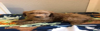 Cockapoo 3