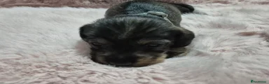 Miniature Dachshund Puppy 3