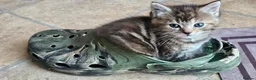 Mixed Breed cats for sale: Two adorable long fur kittens for sale in Telford - Advert 8