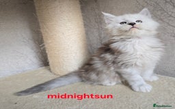 Maine Coon cats for sale: RARE Maine Coon Kittens Black Shaded  - Image 6