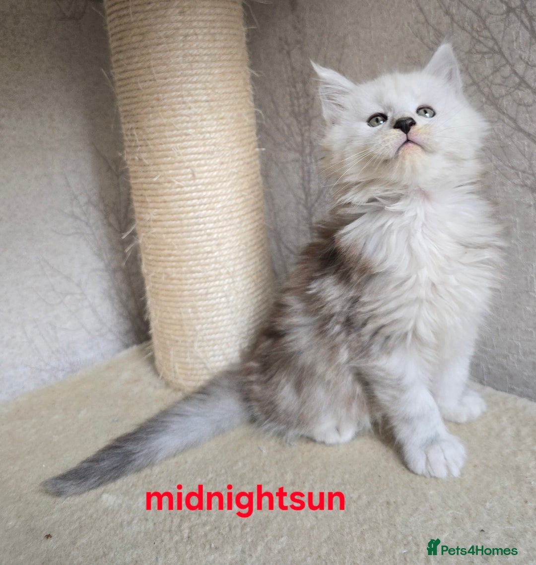 Maine Coon cats for sale: RARE Maine Coon Kittens Black Shaded  - Image 6