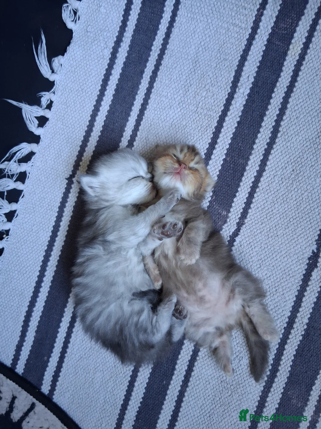 Persian cats for sale: Pure Persian Chinchilla  - Advert 2