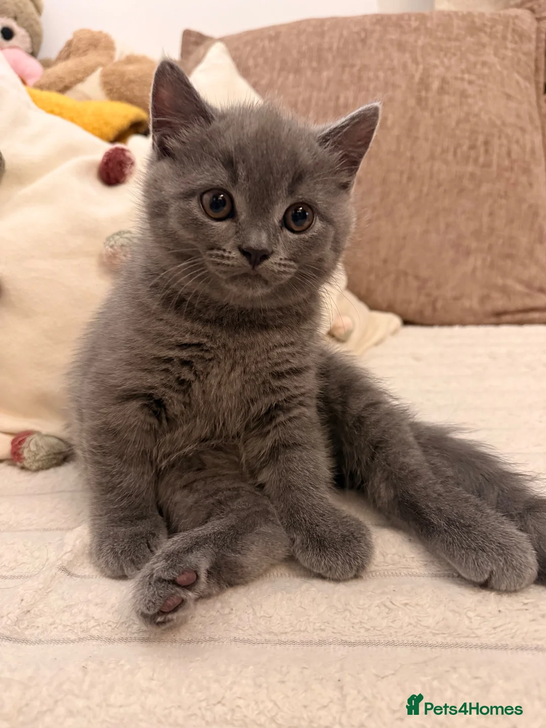 British Shorthair cats for sale: Only one British Blue Boy  in Watford - Advert 2