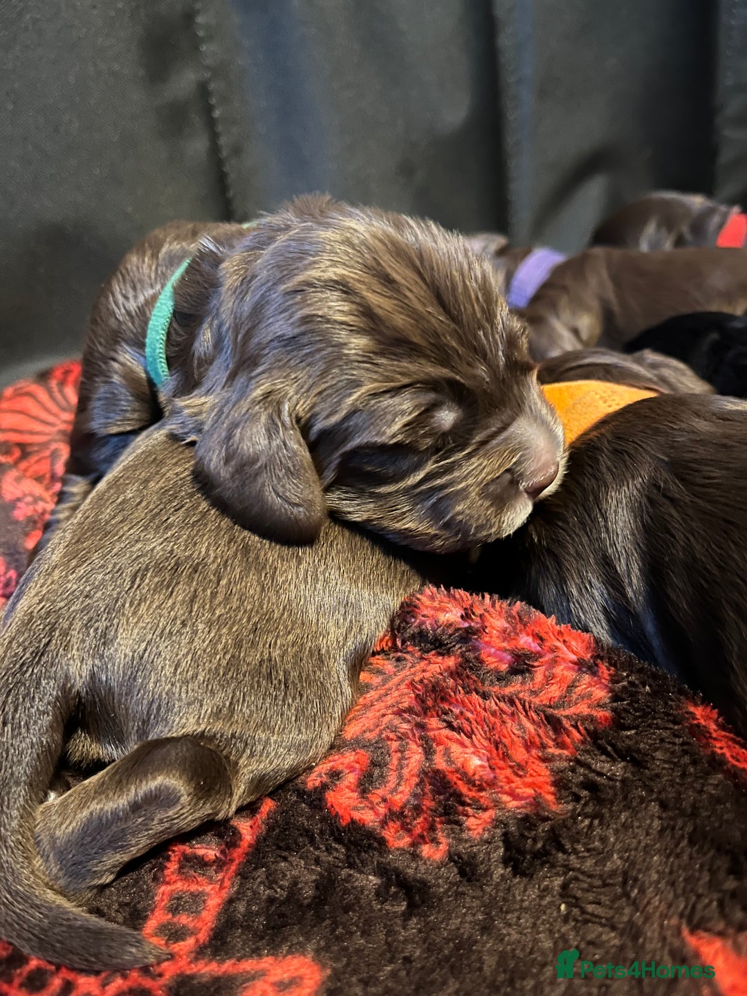 Cocker Spaniel dogs for sale: Cocker spaniels 🐶  - Advert 16