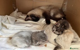 Ragdoll cats for sale: Ragcoons - Image 9