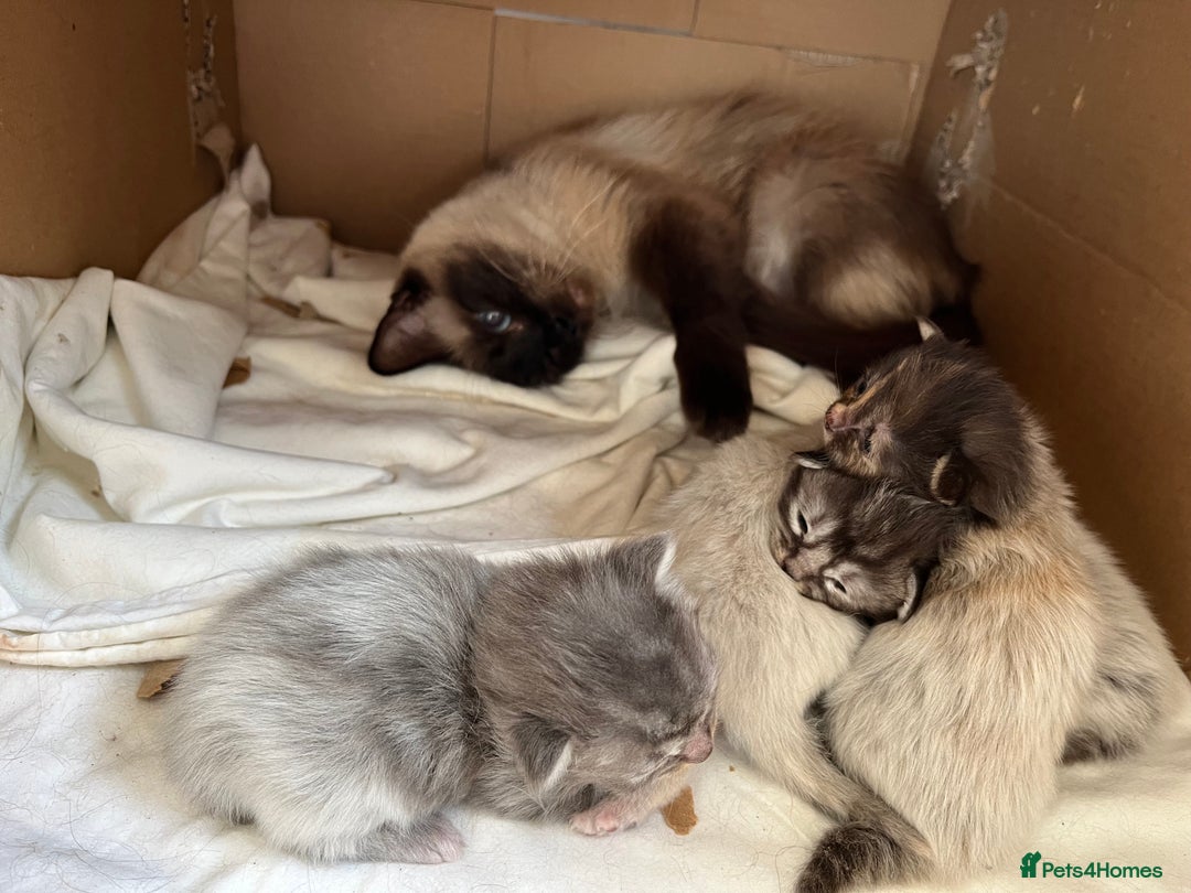 Ragdoll cats for sale: Ragcoons - Image 9