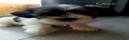 Shih Tzu dogs for sale: Beautiful shih Tzu puppies for sale  in Newport - Advert 7