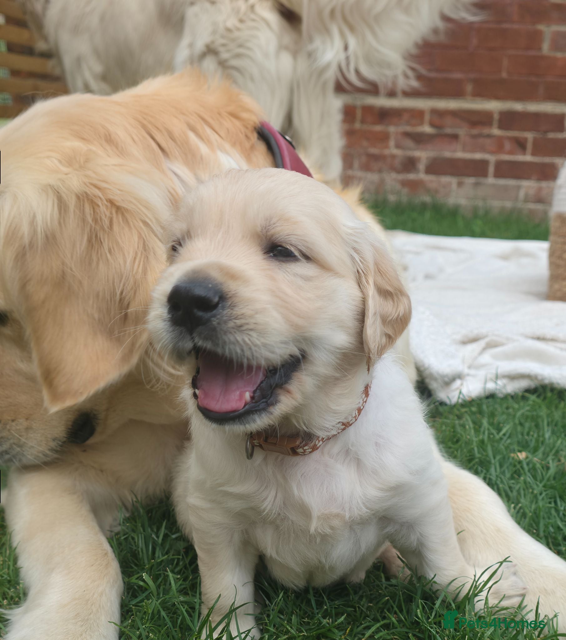 Golden Retriever dogs 5* Golden Retriver puppies - Advert 2