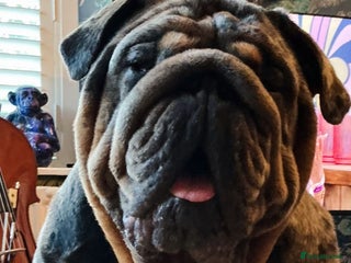 English Bulldog dogs Bugzy - Advert 7