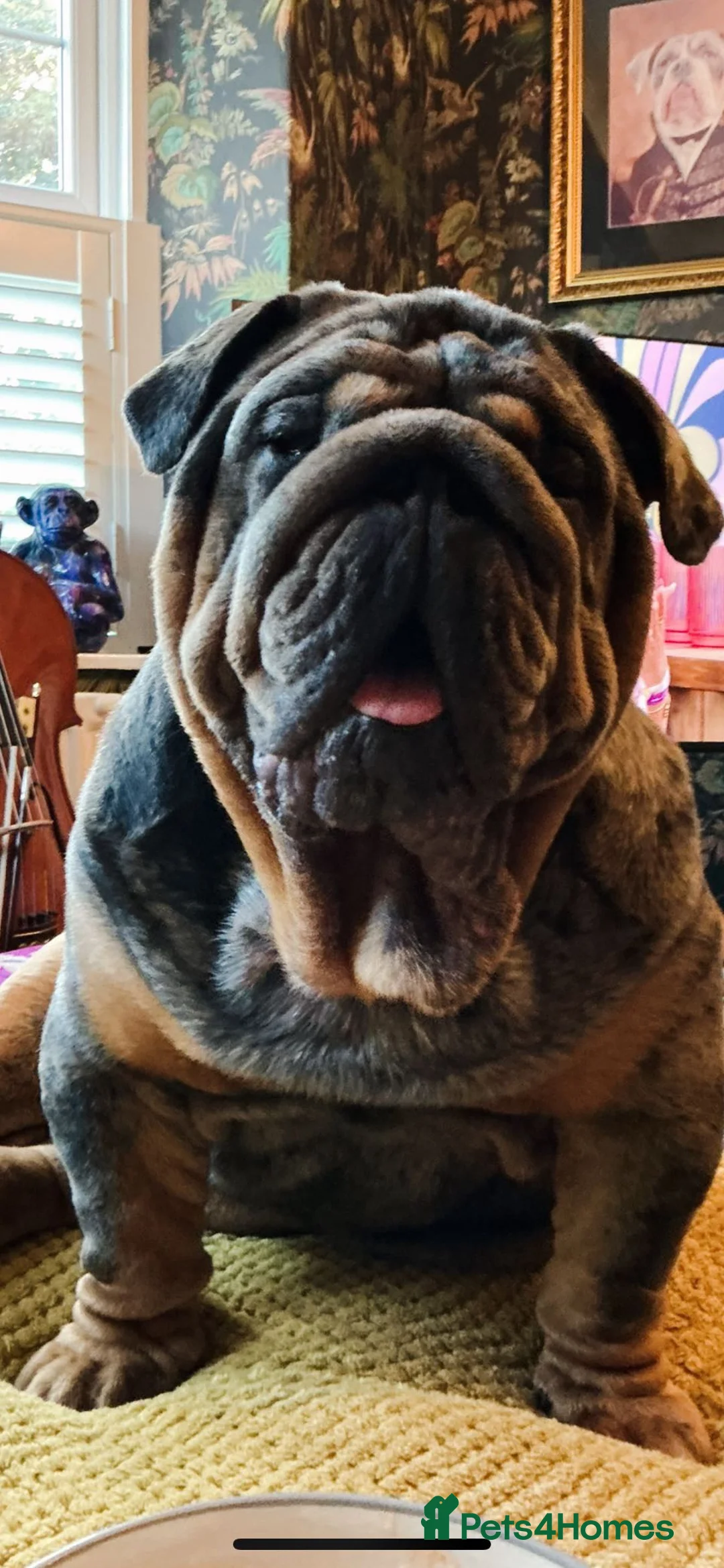 English Bulldog dogs for stud: Bugzy - Advert 2