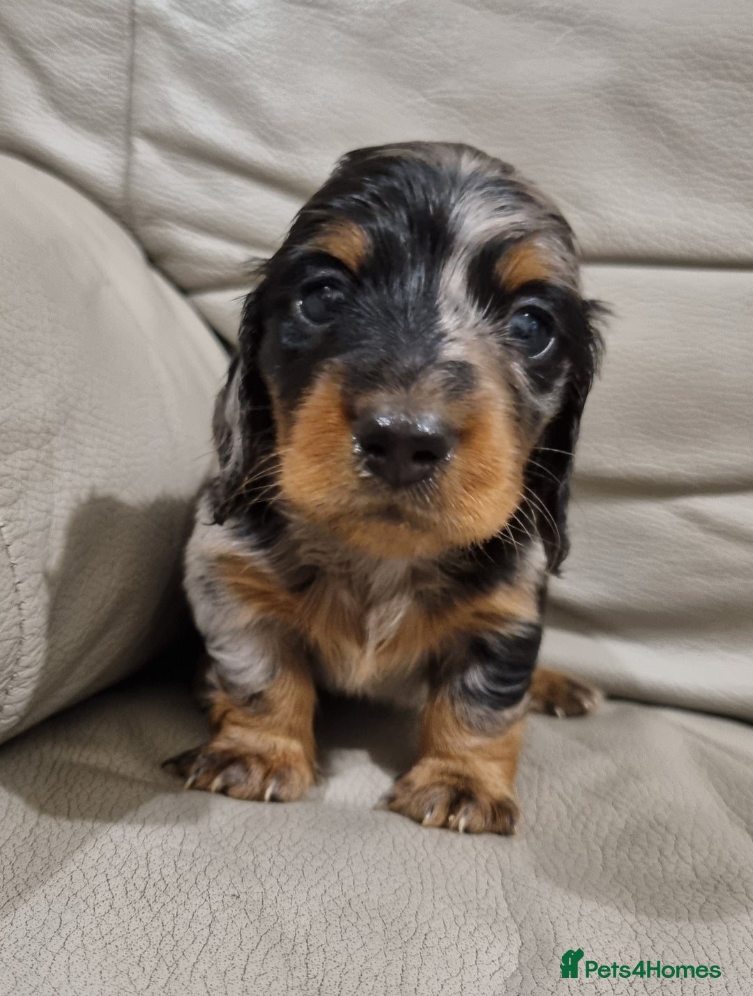 Miniature Dachshund dogs for sale: KC Reg. PRA Clear Long Haired Mini Dachshunds  - Advert 9