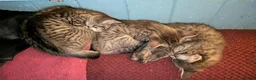 Mixed Breed cats for sale: Blood line Maine coon/ragdoll/Russian blue Tabby's - Advert 4