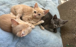 Ragdoll cats for sale: 6 beautiful well loved kittens. 2 girls remaining - Image 17