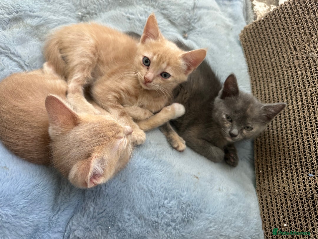 Ragdoll cats for sale: 6 beautiful well loved kittens. 2 girls remaining - Image 17