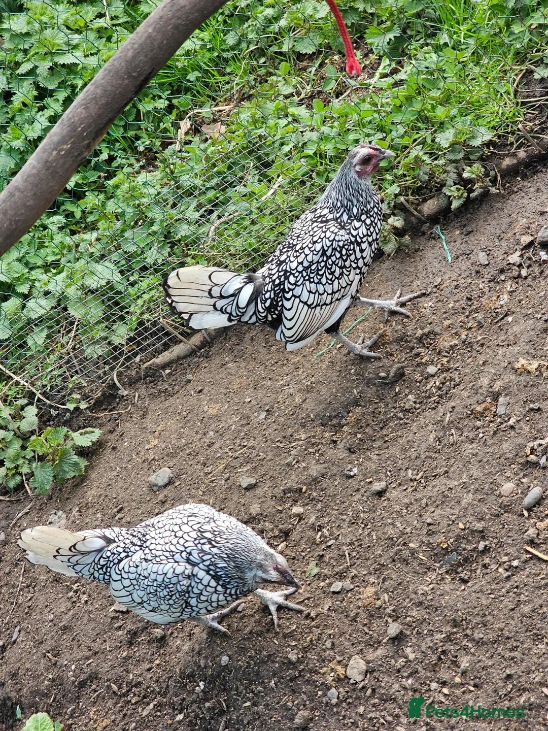 Chickens poultry for sale: 6 x Silver Sebright Hatching Eggs  in Morpeth - Advert 3