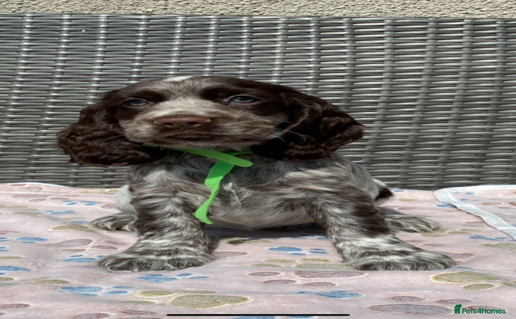 Cocker Spaniel dogs - Advert 15