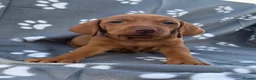 Hungarian Vizsla dogs for sale: Beautiful KC Reg Hungarian Vizsla Puppies - Advert 28