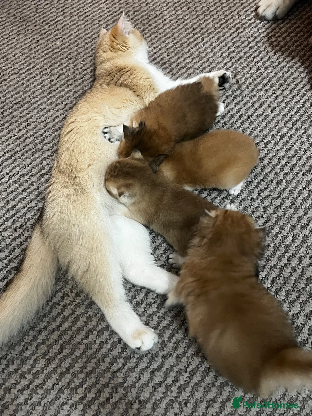 British Shorthair cats for sale: Beautiful BSH BLH NY12 kittens - Advert 1