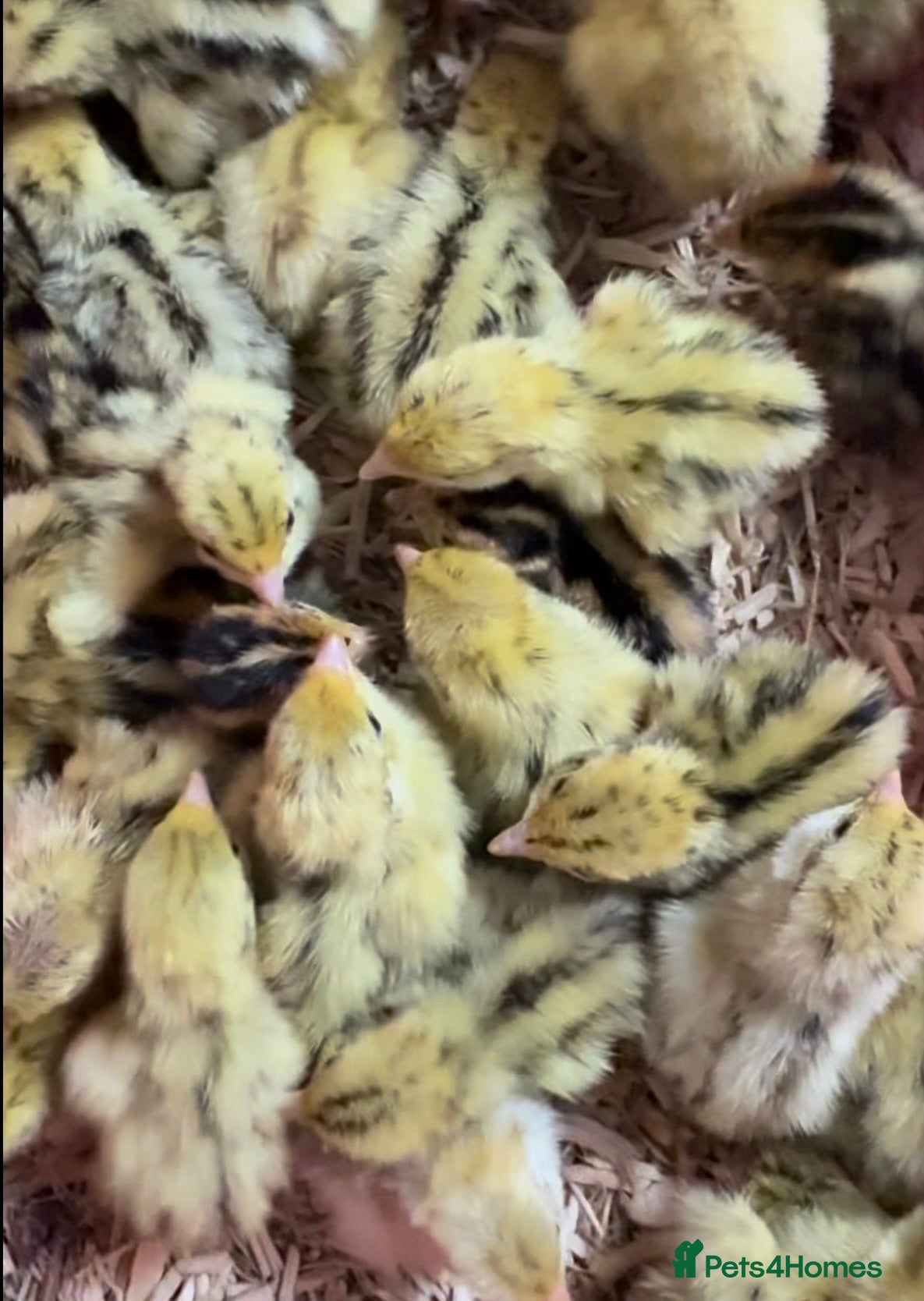 Quail poultry Jumbo coturnix chicks  - Advert 1