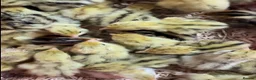 Quail poultry for sale: Jumbo coturnix chicks  in Luton - Advert 1