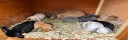 Mini Lop rabbits for sale: Beautiful mini lops ready on 22 nd September  - Advert 9