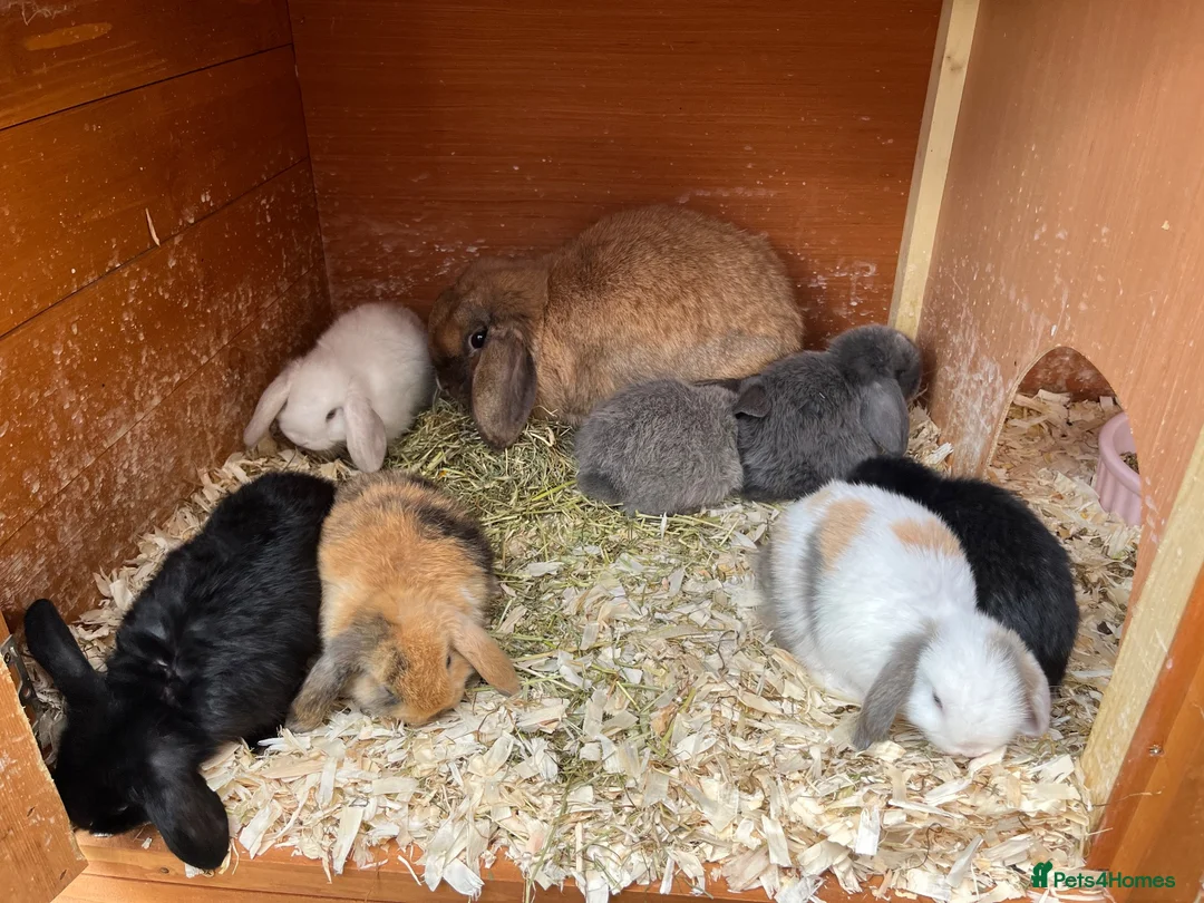 Mini Lop rabbits for sale: Beautiful mini lops ready on 22 nd September  - Advert 9