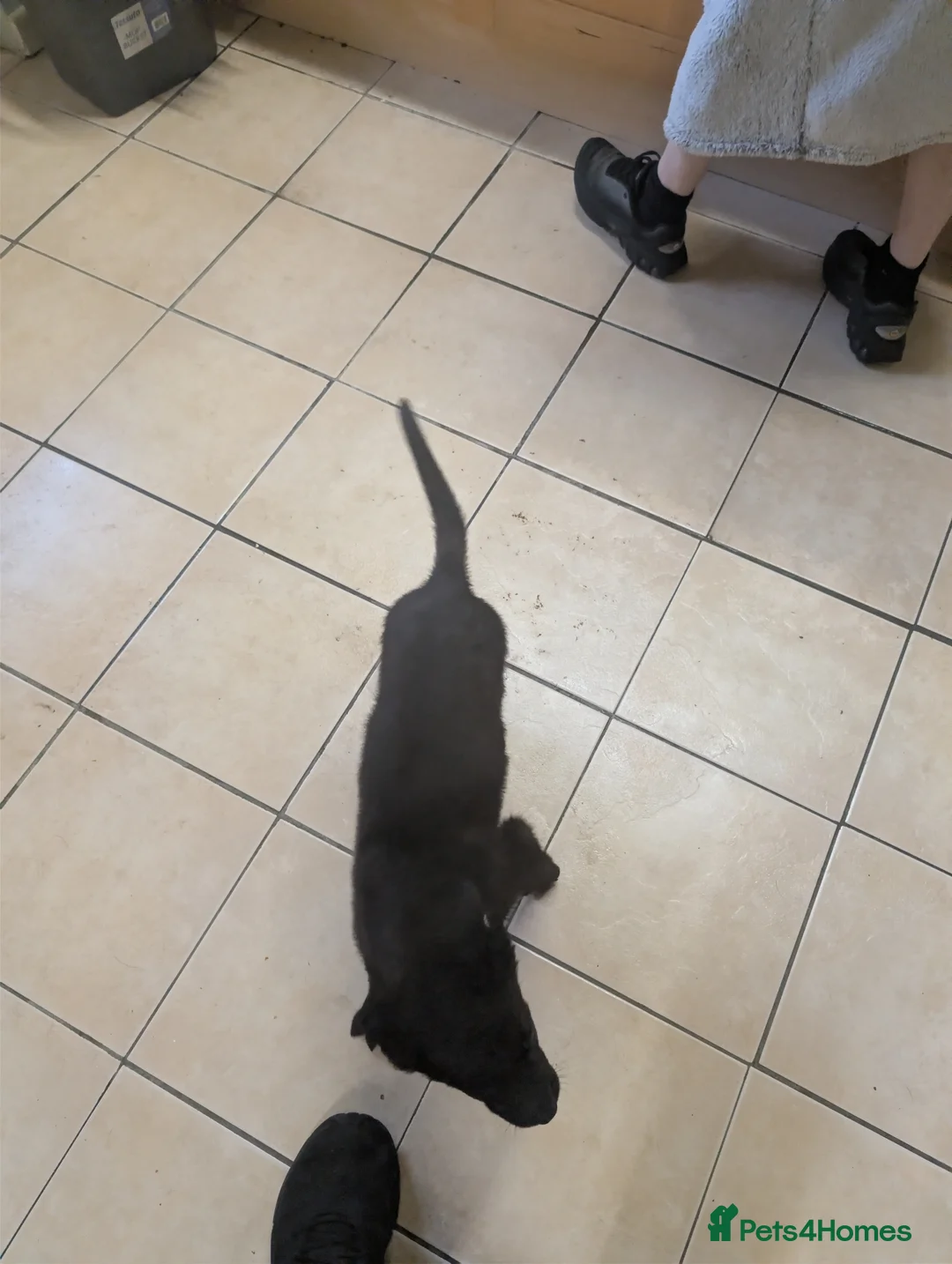 Mixed Breed dogs for sale: Cane corso x German shepherd pups  - Advert 28