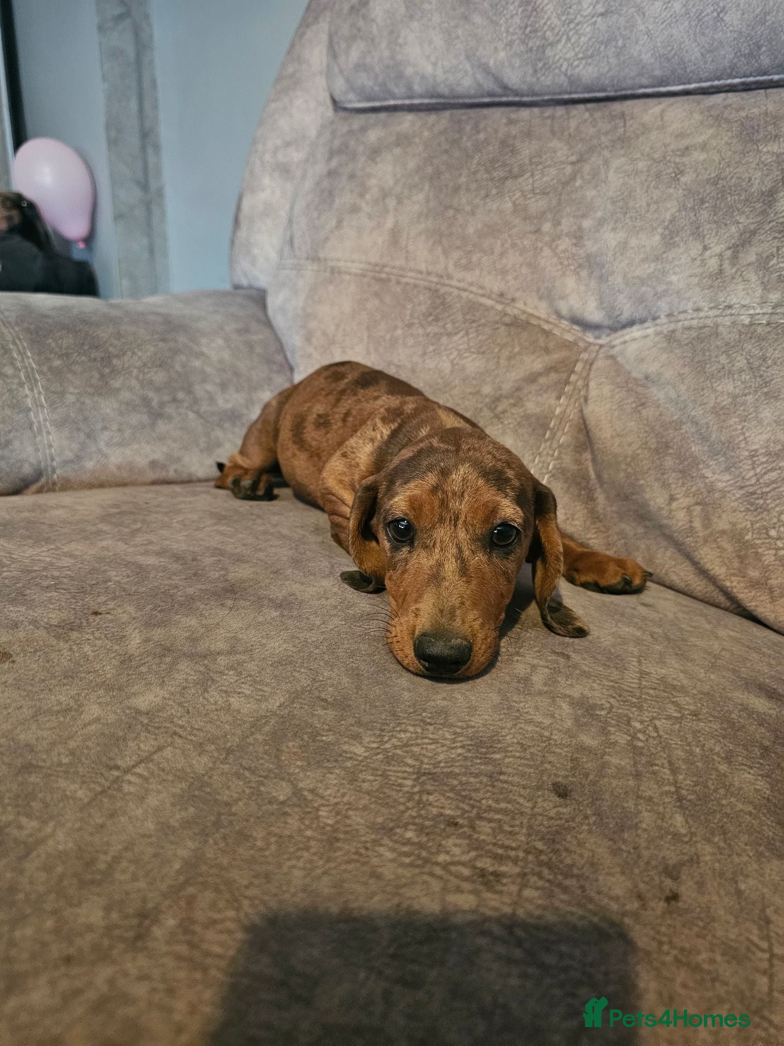 Miniature Dachshund dogs Beautiful miniature daschunds  - Advert 17