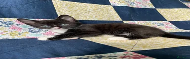 Mixed Breed Kitten 2